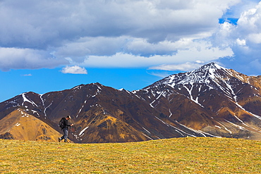 A backpacker hikes off-trail along the top of Stony Dome in Denali National Park in early summer; Alaska, United States of America