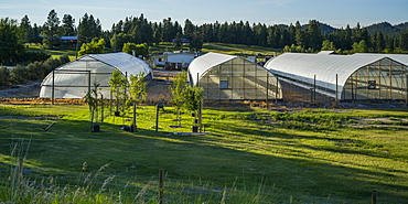 Large greenhouses on a farm; British Columbia, Canada