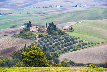 An Idyllic Tuscany Landscape With Rolling Green Hills, Small Olive Grove And Stone Private Villas Near Castiglione D'orcia; Tuscany, Italy