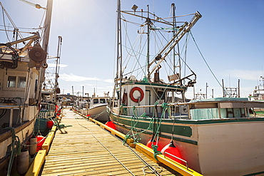 Fishing boats docked in a harbour along a wooden dock on the Atlantic coast; Newfoundland, Canada