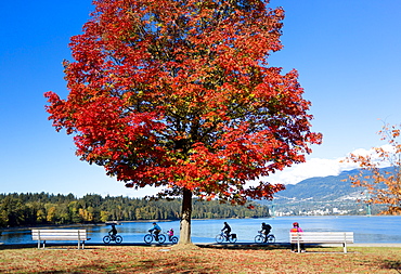 A tree with bright red foliage in Stanley park with cyclists passing on a trail at the water's edge, Vancouver, British Columbia, Canada