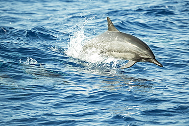 A leaping Spinner Dolphin (Stenella longirostris) off the island of Lanai, Lanai, Hawaii, United States of America