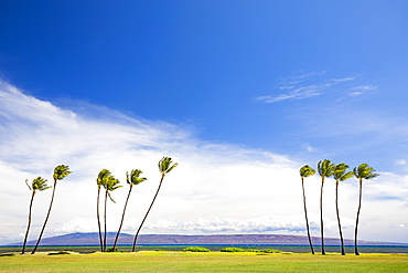 The island of Lanai sits behind these palm trees, viewed from Kakahaia Beach Park on the island of Molokai, Molokai, Hawaii, United States of America