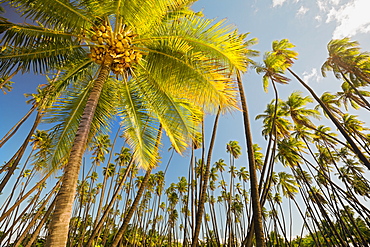 Kapuaiwa Coconut Beach Park, an ancient Hawaiian coconut grove planted in the 1860s during the reign of King Kamehameha V. With hundreds of coconut palm trees, this is one of the island's most recognizable natural landmarks, Kaunakakai, Molokai, Hawaii, U