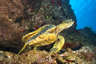 Green sea turtle (Chelonia mydas), an endangered species, in an underwater crevice off West Maui, Maui, Hawaii, United States of America