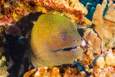 The Giant Moray Eel (Gymnothorax javanicus) can be found around the world in tropical waters, but is very rare in Hawaii, Hawaii, United States of America