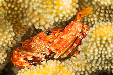 The Hawaiian Swimming Crab (Charybdis hawaiensis) adult is about 3 inches across it's carapace, Hawaii, United States of America