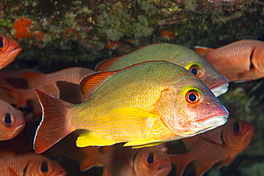 The Blacktail Snapper (Lutjanus fulvus) reach 13 inches in length and feed mostly on small fish and crabs. This is one of several species that were sucessfully introduced to Hawaii, Hawaii, United States of America