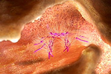 The Hairy Squat Lobster (Lauria slagiani) is found alone, and in pairs, on the outside of barrel sponges belonging to the genus Xestospongia. They are tiny (one centimeter across) and difficult to find on the folds of the sponge, Philippines