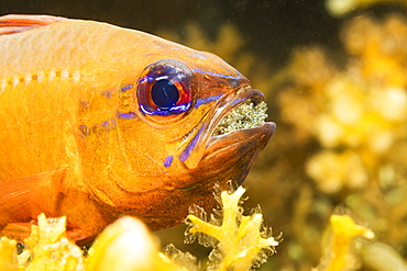 This male Ring-tailed Cardinalfish (Ostorhinchus aureus) is protecting and incubating it's eggs by carrying them in his mouth, Philippines