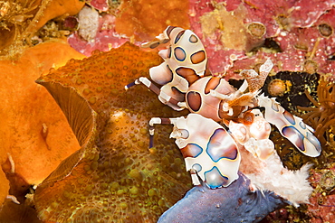 A Harlequin Shrimp (Hymenocera elegans) holding part of a blue seastar (Linkia laevigata) which it will feed on, Philippines