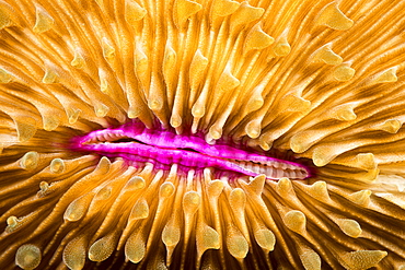 Mouth detail of a colourful and healthy Mushroom coral, Fungia fungites, that is growing on a tropical coral reef in the Philippines. Mushroom coral is unique in the coral world, in that it does not attach itself to the bottom, Philippines