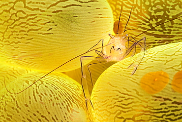 The Bubble Coral Shrimp (Vir philippinensis) is found only on this species of coral, Pleurogyra sinuosa. The brown oval objects are actually Acoel Flatworms (Waminoa sp) that feed on nutrients trapped in mucus covering the coral, Philippines