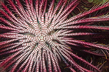 Detail of the center branching arms of a Crinoid or Feather Star (Lamprometra klunzingeri) open and feeding on plankton at night, Philippines