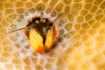 This species of coral hermit crab (Paguritta sp) is well known, but still awaiting a name from biologists. It lives in a hole in hard coral and traps passing plankton in it's feathery antennae, Yap, Micronesia