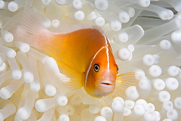 This Pink Anemonefish (Amphiprion perideraion) is in an anemone (Heteractis magnifica) that is bleaching from high ocean temperatures and heat stress, Yap, Micronesia