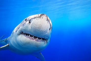 Great White Shark (Carcharodon carcharias) was photographed off Guadalupe Island, Mexico