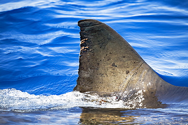 The strings hanging off the dorsal fin of this Great White Shark (Carcharodon carcharias) are parasitic copepods. Photographed just breaking the surface off Guadalupe Island, Mexico