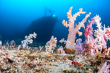 Alcyonarian coral stands upright on the bottom at 100 feet while divers in the background explore the wreck of the Alma Jane off Sabang Beach, Puerto Galera, Mindoro, Philippines