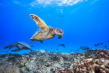 A snorkeler observes a group of Green Sea Turtles (Chelonia mydas) from above, Hawaii, United States of America