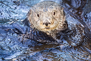 California Sea Otter (Enhydra lutris) in the water looking up at the camera, Monterey, California, United States of America