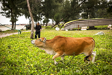 A farmer with his cow tied to a tree, Mong Cai, Quang Ninh Province, Vietnam