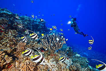 As a diver shines her light, schooling Pennantfish (Heniochus diphreutes) swim over antler coral on the outside of Molokini Marine Reserve off the island of Maui, Maui, Hawaii, United States of America