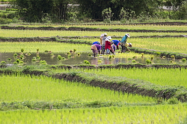 People planting rice in fields near Phonsavan, Xiangkhouang, Laos