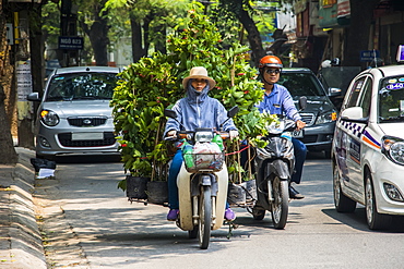 Woman carrying large plants on a motorcycle in the Old Quarter, Hanoi, Hanoi, Vietnam