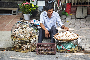 Duck and egg vendor in the Old Quarter, Hanoi, Hanoi, Vietnam