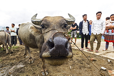 Water buffalo for sale at the Sunday market, Bac Ha, Lao Cai, Vietnam