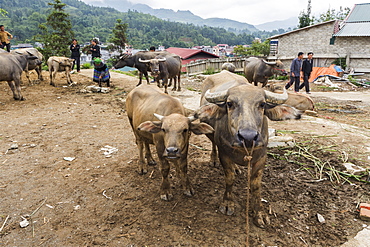 Water buffalo for sale at the Sunday market, Bac Ha, Lao Cai, Vietnam