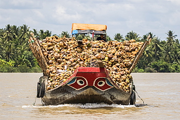 Boat laden with coconuts in the Mekong River, Ben Tre, Vietnam