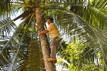 A man, a former Vietcong soldier, climbing a palm tree for coconuts in the Mekong Delta, My Long, Tien Giang, Vietnam