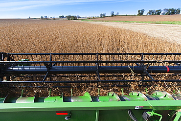 Combine picking beans during soybean harvest, near Nerstrand, Minnesota, United States of America