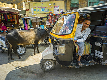 Auto rickshaw driver posing in his rickshaw with a cow on the street, Jaisalmer, Rajasthan, India