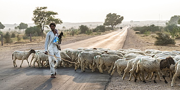 A man herding a flock of sheep across a road, Damodara, Rajasthan, India