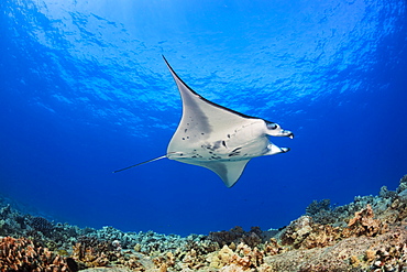 A Reef Manta Ray (Manta alfredi), cruises over the shallows off the Kona Coast. This individual is not feeding and has curled up it's cephalic fins or lobes which, when extended, aid in capturing nutrients, Kona, Island of Hawaii, Hawaii, United States of