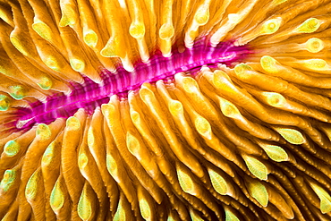 Mouth detail of a colorful and healthy mushroom coral (Fungia fungites) that is growing on a tropical coral reef. Mushroom coral is unique in the coral world, in that it does not attach itself to the bottom, Philippines