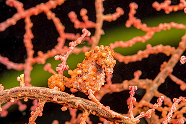 Pygmy seahorse (Hippocampus bargibanti), also known as Bargibant's pygmy seahorse, Philippines