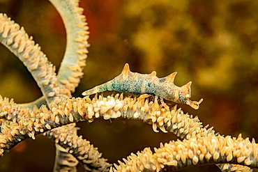 The dragon shrimp (Miropandalus hardingi) on whip coral, is also known as a gorgonian sandaled shrimp, Philippines