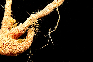 Skeleton shrimp (Caprellide sp.) clinging to a sponge, Dumaguete, Philippines