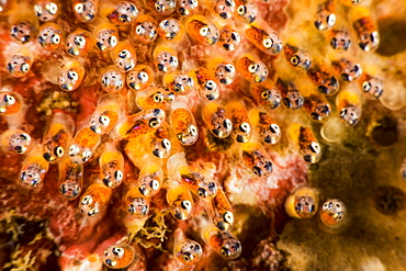 A close look at the eggs of a common anemonefish (Amphiprion perideraion) that is most often found associated with the anemone, Heteractis magnifica, Philippines.