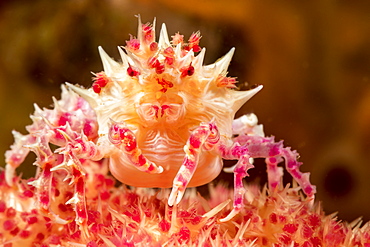 This soft coral crab or candy crab (Hoplophrys oatesii), is wearing a decoration of soft coral polyps on top of head as camouflage, Dumaguete, Philippines