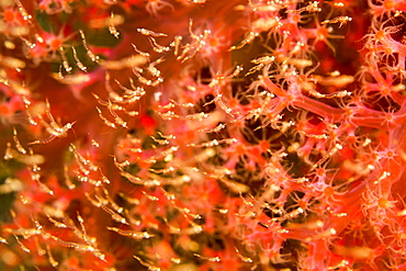 Mysid shrimp of the order Mysidacea, mass together in front of alcyonarian soft coral, Dumaguete, Philippines