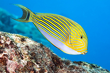 The Striped Surgeonfish (Acanthurus lineatus), are often found near the top of the reef in the surge zone, Yap, Micronesia