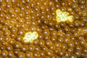 This hard coral colony in the Pacific has begun to bleach, expelling its symbiotic zooxanthellae, consequences of global climate change and climate warming, Yap, Micronesia