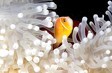 This pink anemonefish (Amphiprion perideraion), is in an anemone (Heteractis magnifica) that is bleaching from high ocean temperatures and heat stress, Yap, Micronesia