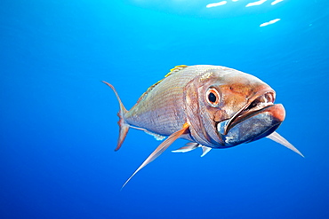 Deepwater Longtail Red Snapper (Etelis coruscans), is also called Ruby Snapper or Scarlet Snapper, but is better known by its Japanese name, Onaga. This fish lives in depths ranging from 700 to 900 feet, Yap, Micronesia