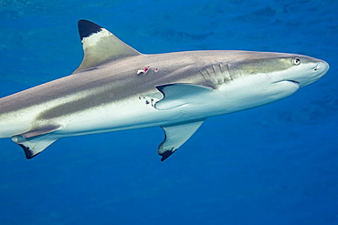 This female Blacktip Reef Shark (Carcharhinus melanopterus) has a bite mark near her pectoral fin. This is likely a wound from a mating attempt, Yap, Micronesia